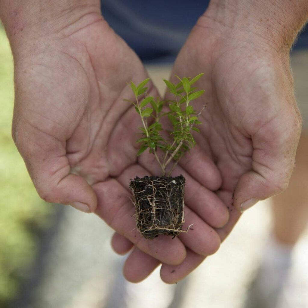 A small plant with a soil base cradled in two hands
