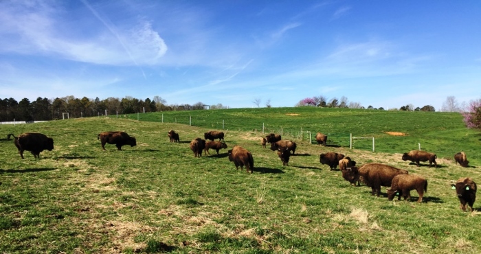 Sunset Ridge Buffalo Farm